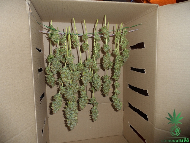 secado-caja-reciclar-marihuana
