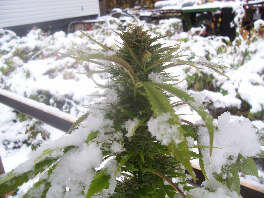 marihuana en invierno